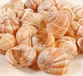Escargots Shells Very Large Romanzini | Box w/96pcs